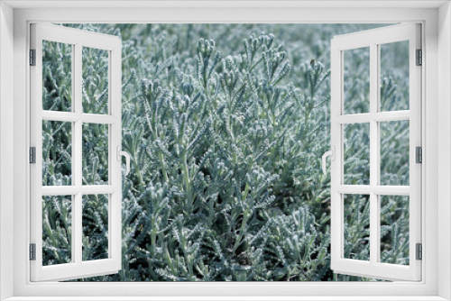 Fototapeta Naklejka Na Ścianę Okno 3D - Santolina chamaecyparissus or cotton lavender plant