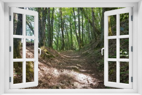 Fototapeta Naklejka Na Ścianę Okno 3D - Sentier de randonnée en sous bois