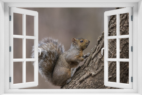 Fototapeta Naklejka Na Ścianę Okno 3D - grey squirrel in winter