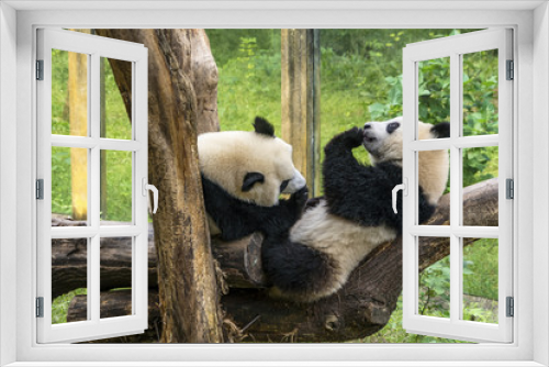 Fototapeta Naklejka Na Ścianę Okno 3D - Pandas Playing