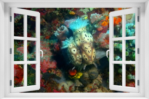Fototapeta Naklejka Na Ścianę Okno 3D - True sea slugs