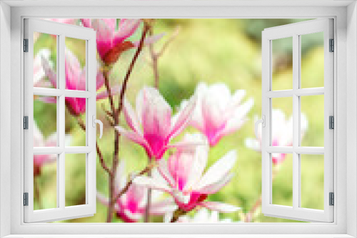 Fototapeta Naklejka Na Ścianę Okno 3D - Beautiful flowering Magnolia tree with pink flowers. Spring background.
