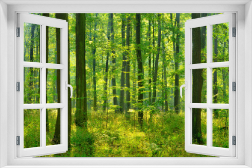Fototapeta Naklejka Na Ścianę Okno 3D - Sunny natural forest of oak trees