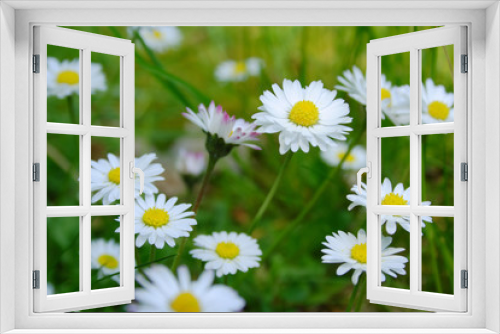 Fototapeta Naklejka Na Ścianę Okno 3D - Wonderful dreamlike daisies meadow in spring.