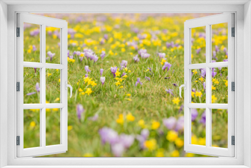 Fototapeta Naklejka Na Ścianę Okno 3D - Krokusy - pierwsze kwiaty wiosny