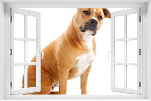 Fototapeta Naklejka Na Ścianę Okno 3D - interrogative staffordshire dog isolated