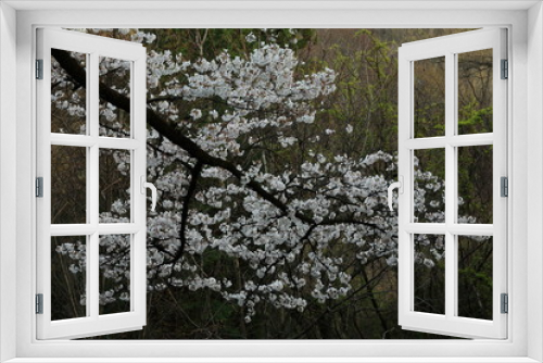 Fototapeta Naklejka Na Ścianę Okno 3D - 大法師公園の桜