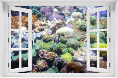 Fototapeta Naklejka Na Ścianę Okno 3D - Photo of a tropical fish on a coral reef in aquarium