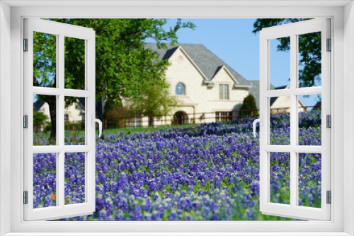 Fototapeta Naklejka Na Ścianę Okno 3D - Bluebonnet flowers blooming during spring time near the Texas Hill Country