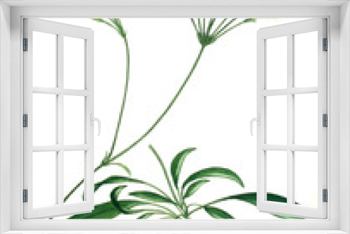 Fototapeta Naklejka Na Ścianę Okno 3D - Illustration of the plant.