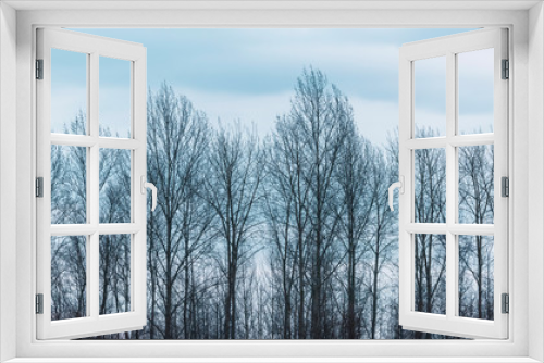 Fototapeta Naklejka Na Ścianę Okno 3D - Row of bare winter trees under cloudy sky.