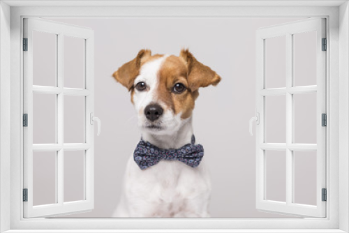 Fototapeta Naklejka Na Ścianę Okno 3D - cute young small white dog wearing a modern bowtie. Sitting on the white wood floor and looking at the camera.White background. Pets indoors