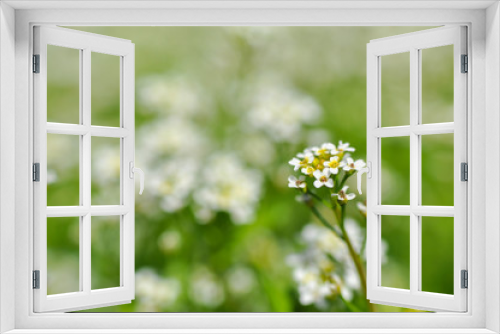 Fototapeta Naklejka Na Ścianę Okno 3D - Wildflowers on a meadow in springtime. Spring and summer background, white wild flowers