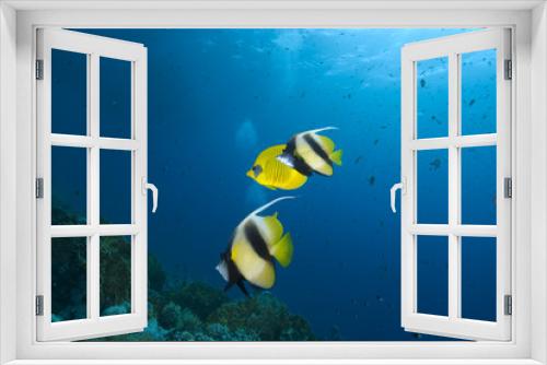 Fototapeta Naklejka Na Ścianę Okno 3D - Colourful tropical fish