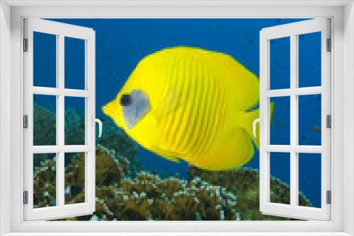 Fototapeta Naklejka Na Ścianę Okno 3D - Vibrant yellow tropical fish
