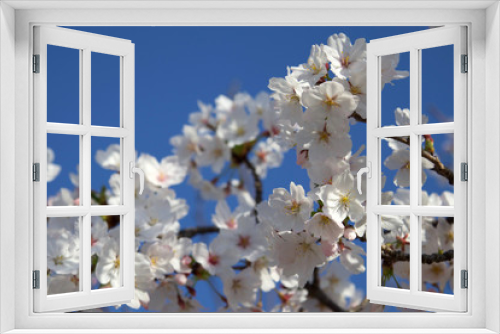 Fototapeta Naklejka Na Ścianę Okno 3D - 桜の花と青空