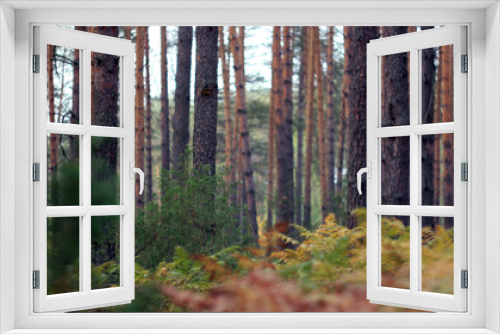 Fototapeta Naklejka Na Ścianę Okno 3D - pine forest in the cold autumn