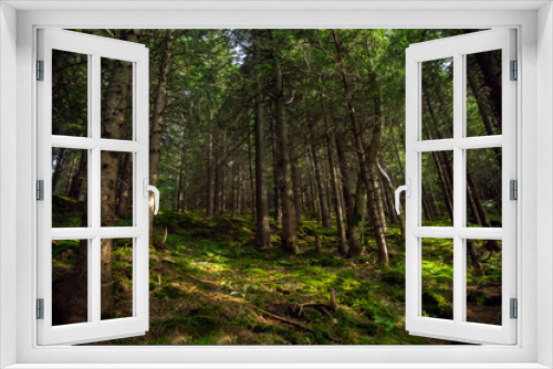 Fototapeta Naklejka Na Ścianę Okno 3D - Trail in the Carpathian mountains of Ukraine. green Forest. walk in the woods