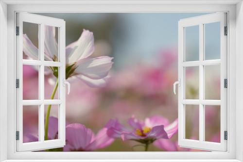 Fototapeta Naklejka Na Ścianę Okno 3D - Cosmo flower field