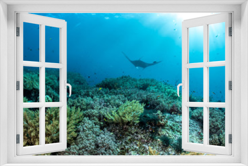 Fototapeta Naklejka Na Ścianę Okno 3D - Oceanic Manta Ray, Coral reefs, Raja Ampat, Indonesia