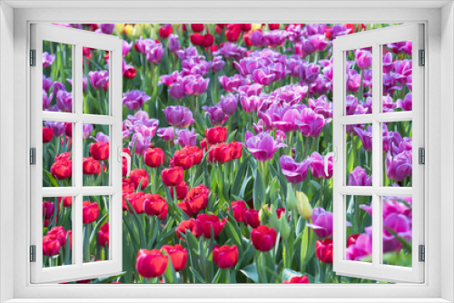 Fototapeta Naklejka Na Ścianę Okno 3D - Field of colorful tulips bloom colorful in the garden in the morning sunshine beautifully.