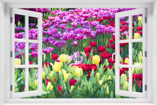 Fototapeta Naklejka Na Ścianę Okno 3D - Field of colorful tulips bloom colorful in the garden in the morning sunshine beautifully.