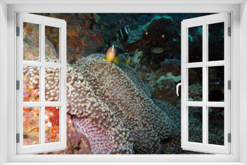 Fototapeta Naklejka Na Ścianę Okno 3D - Oranger Weißrücken-Anemonenfisch auf Mertens Riesenanemone