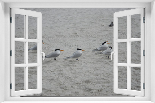 Fototapeta Naklejka Na Ścianę Okno 3D - Bird at clearwater