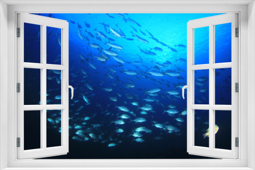 Fototapeta Naklejka Na Ścianę Okno 3D - Trevally fish (Jacks) in ocean
