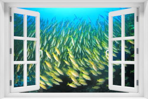 Fototapeta Naklejka Na Ścianę Okno 3D - Fish on coral reef