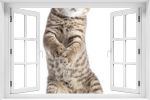 Fototapeta Naklejka Na Ścianę Okno 3D - funny standing playful kitten isolated on white background