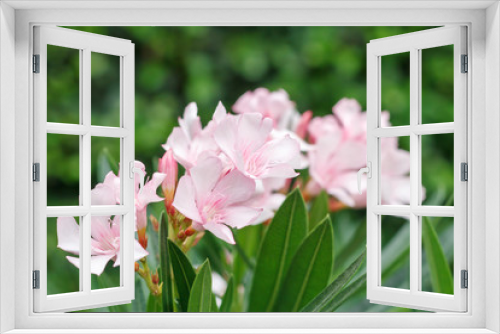 Fototapeta Naklejka Na Ścianę Okno 3D - pink sweet oleander flower 