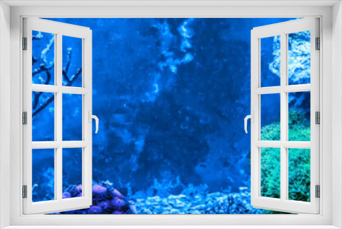 Fototapeta Naklejka Na Ścianę Okno 3D - Reef tank, marine aquarium full of fishes and plants. Horizontal photo banner for website header. Tank filled with water for keeping live underwater animals.