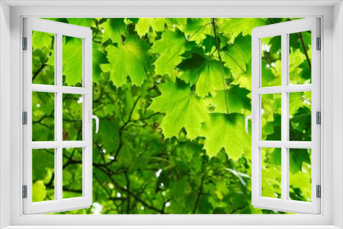 Fototapeta Naklejka Na Ścianę Okno 3D - Maple 
