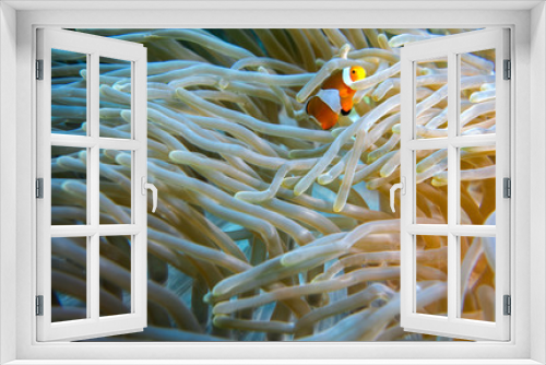 Fototapeta Naklejka Na Ścianę Okno 3D - Clown fish in coral