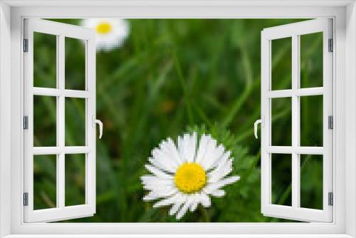 Fototapeta Naklejka Na Ścianę Okno 3D - Close up view of blooming daisies on a fresh green meadow in spring, good morning or spring background