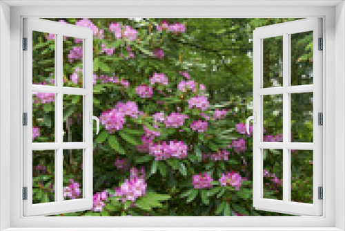 Fototapeta Naklejka Na Ścianę Okno 3D - Flowers in forest 007