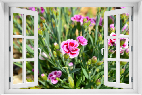 Fototapeta Naklejka Na Ścianę Okno 3D - Dianthus caryophyllus Pink Kisses in the garden with sun light.
Pink and purple flower