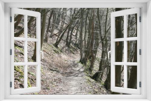 Fototapeta Naklejka Na Ścianę Okno 3D - Wanderweg im Wald