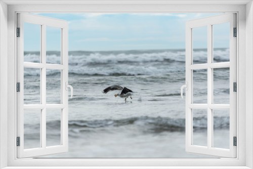 Fototapeta Naklejka Na Ścianę Okno 3D - Vogel mit Muschel