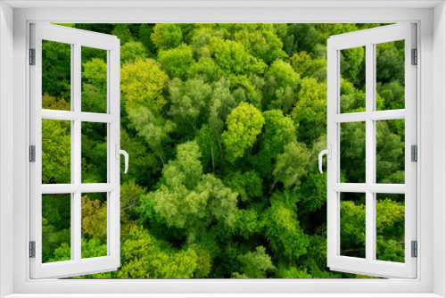Fototapeta Naklejka Na Ścianę Okno 3D - Aerial view o the forest. Beautiful natural background at the summer time
