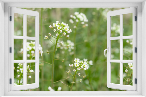 Fototapeta Naklejka Na Ścianę Okno 3D - Green white flower weed grass shepherds purse
