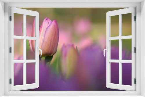 Fototapeta Naklejka Na Ścianę Okno 3D - fiori di tulipano, (Tulipa)