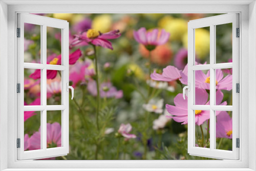Fototapeta Naklejka Na Ścianę Okno 3D - Pink cosmos flower