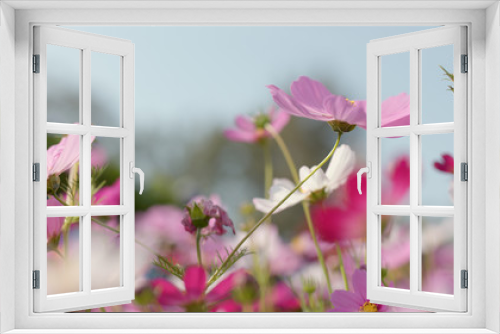 Fototapeta Naklejka Na Ścianę Okno 3D - Pink and white Cosmo flower garden