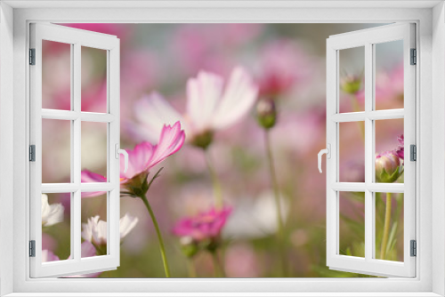Fototapeta Naklejka Na Ścianę Okno 3D - Beautiful Cosmo flower garden
