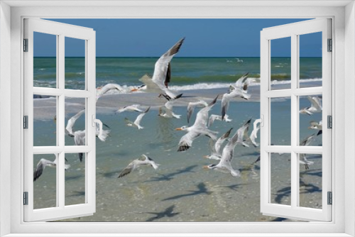 Fototapeta Naklejka Na Ścianę Okno 3D - Verschiedene Seevögel an Strand und Meer
