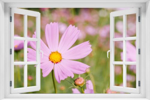 Fototapeta Naklejka Na Ścianę Okno 3D - Beautiful pinkish-purple full bloom daisy flower on  blurred background