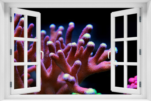 Fototapeta Naklejka Na Ścianę Okno 3D - SPS coral in reef aquarium tank