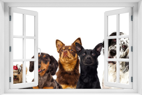 Fototapeta Naklejka Na Ścianę Okno 3D - set of dogs looking
